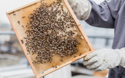 Visit the Regent Street Honey Bees!