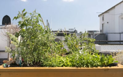 Join The Regent Street Rooftop Allotment Club