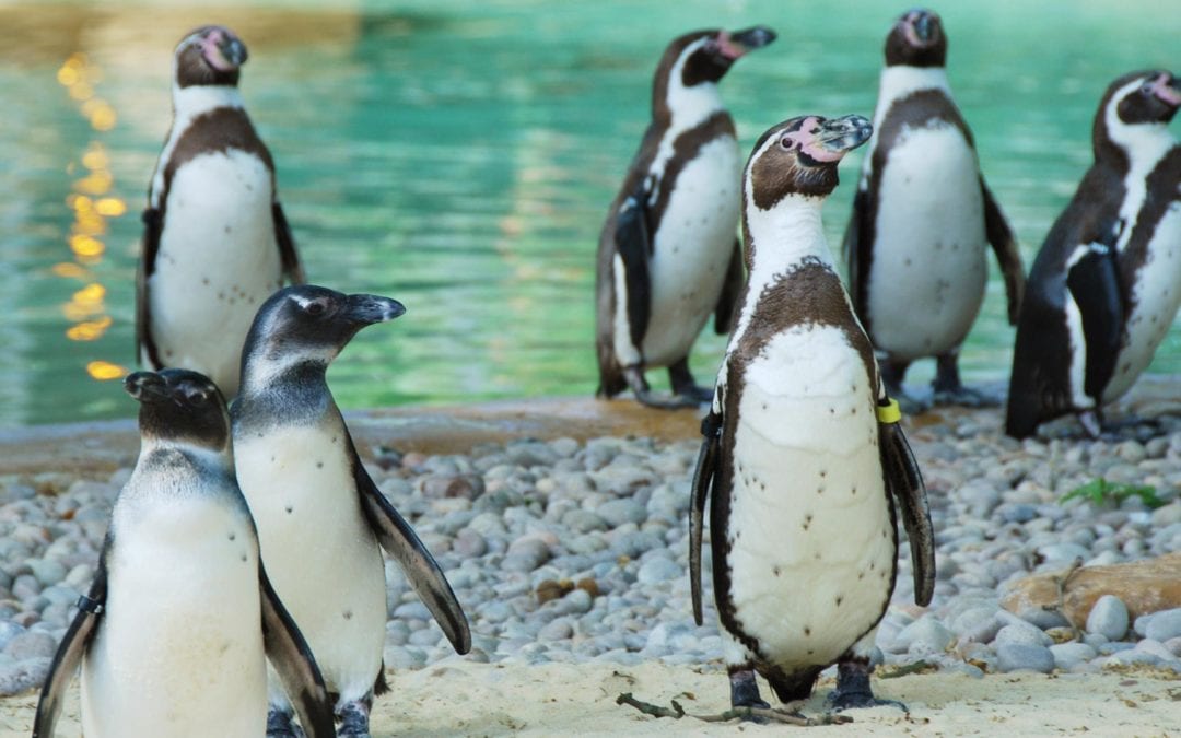 Enter our Summer Recycling Competition for a chance to win a family trip for 4 to London Zoo!